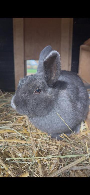 Dwergkonijn Voedster beschikbaar voor biedingen