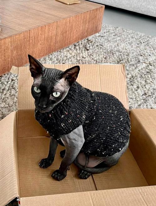 Gebreide trui kattenkleding Sphynx kat kitten Rex Handmade, Dieren en Toebehoren, Katten-accessoires, Nieuw, Ophalen of Verzenden