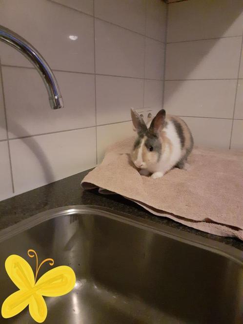 Japanner kleurige dwergkonijn voedster, Dieren en Toebehoren, Konijnen, Dwerg, Vrouwelijk, 0 tot 2 jaar