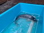 Mooie koikarper groot 50 cm, Dieren en Toebehoren, Vissen | Vijvervissen, Karper of Koi
