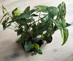 Diverse Syngoniums, Huis en Inrichting, Kamerplanten, Ophalen, Overige soorten, Minder dan 100 cm