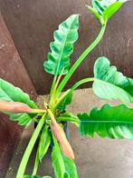 Philodendron Narrow Escape p14, Ophalen of Verzenden, Halfschaduw, Minder dan 100 cm