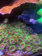 Verschillende koralen steken, Overige typen, Zoutwatervis