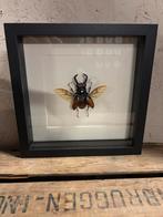 Mooie lijst met een Reuzen Vliegendhert, Ophalen of Verzenden, Nieuw, Insect, Opgezet dier