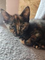 4 Kittens 🩷 3 meisjes en 1 mannetje 🩵, Meerdere dieren, Kortharig, 0 tot 2 jaar