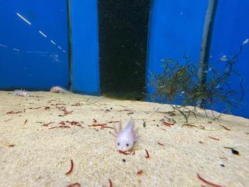 Axolotl beschikbaar voor biedingen