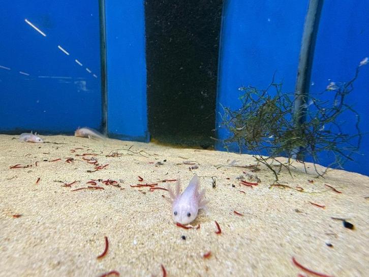 Axolotl, Dieren en Toebehoren, Reptielen en Amfibieën, Overige soorten, 0 tot 2 jaar, Tam
