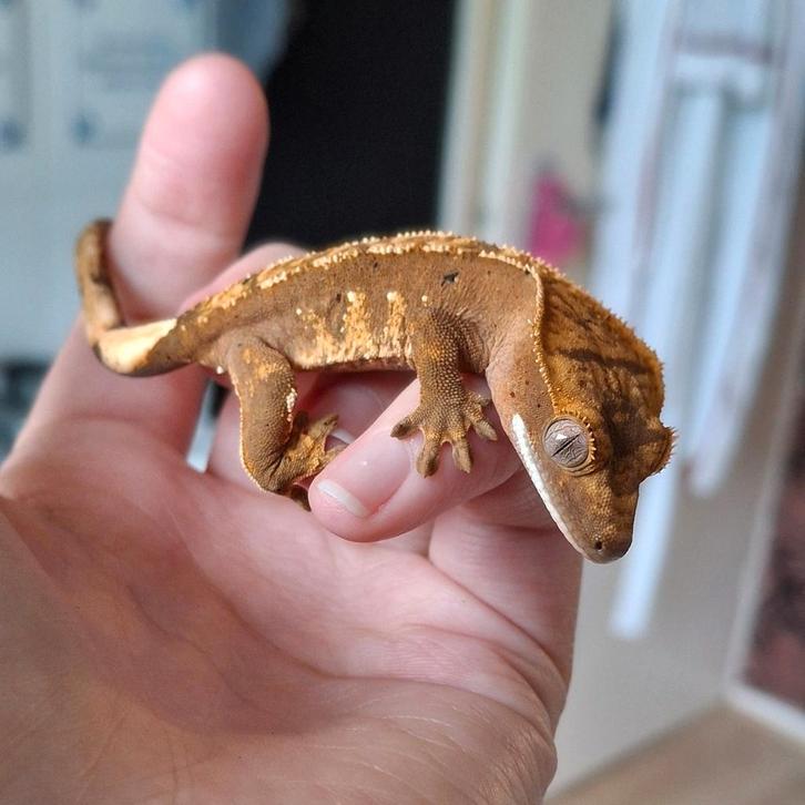 Mooie pos vrouw(0.1) harlequin wimpergekko / crested gecko