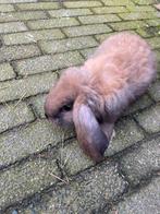 Jongen franse hangoren raszuiver Tt kwaliteit, Dieren en Toebehoren, Konijnen, Meerdere dieren, Groot