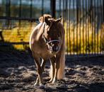 Verzorgster gezocht, Dieren en Toebehoren, Ophalen of Verzenden, Nieuw