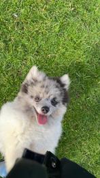 Kleine wit/grijze pomeriaan, Reu, 1 tot 2 jaar, Eén hond, Nederland