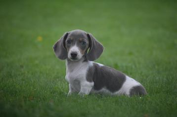 Teckel pups diverse kleuren beschikbaar voor biedingen