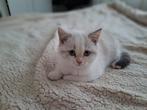 Lieve Scottish blue point!, Dieren en Toebehoren, Katten en Kittens | Raskatten | Langhaar, Poes, Ontwormd, 0 tot 2 jaar