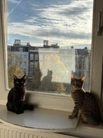 Bonded Kittens, Dieren en Toebehoren, Katten en Kittens | Overige Katten, Meerdere dieren