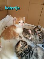 5 prachtig gekleurde KITTENS, Dieren en Toebehoren, Katten en Kittens | Overige Katten, Kortharig, Meerdere dieren, 0 tot 2 jaar