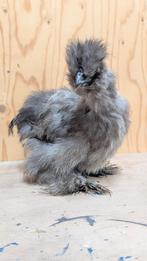 Usa zijdehoender hen donker grijs, Dieren en Toebehoren, Pluimvee, Vrouwelijk, Kip