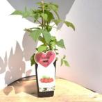 diverse soorten kleinfruit, Tuin en Terras, Minder dan 100 cm, Lente, Overige soorten, In pot