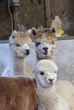 Koppel alpaca's, Dieren en Toebehoren, Overige Dieren, Mei, Meerdere dieren