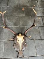 Edelhert geweien, Ophalen of Verzenden, Gebruikt, Gewei of Kop