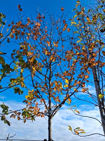 Crataegus splendens - Sierlijke Meidoorn beschikbaar voor biedingen
