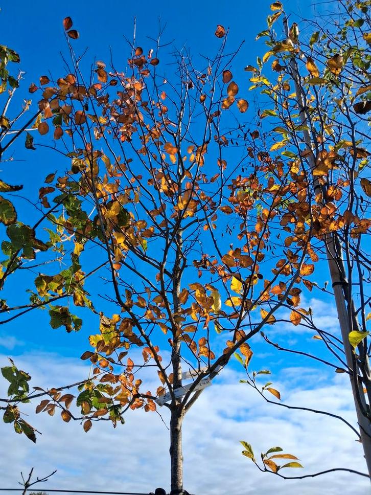 Crataegus splendens - Sierlijke Meidoorn, Tuin en Terras, Planten | Bomen, Overige soorten, Volle zon, Ophalen of Verzenden