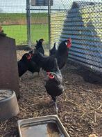 Trio jonge la flech toom te koop, Dieren en Toebehoren, Meerdere dieren, Kip