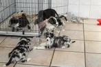 Labrador x border collie pups, Nederland, Labrador retriever, Meerdere, Meerdere dieren