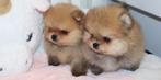 Elite Bearface Pomeranian/Pomeriaan Boys Geboren in NL, Dieren en Toebehoren, Nederland, Reu, 8 tot 15 weken, Meerdere