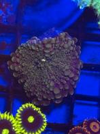 Schijfanemoon, 0 tot 2 jaar