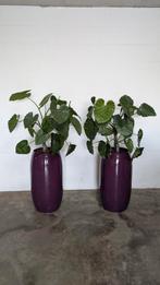 Alocasia Calidora kunstplanten, Ophalen, Overige soorten, Minder dan 100 cm