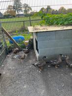 Jonge eenden, Dieren en Toebehoren, Ophalen, Zo goed als nieuw, Overige typen