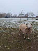 Swifter Ram., Mannelijk, Schaap