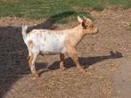 Bok (dweggeit), Dieren en Toebehoren, Mannelijk, Geit