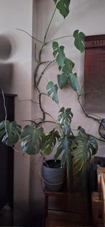 Grote Monstera, Huis en Inrichting, Kamerplanten, 100 tot 150 cm, Overige soorten, Groene kamerplant, Halfschaduw