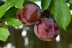 Aanbieding 10 aparte soorten fruitbomen halfstam, Tuin en Terras, Lente, Overige soorten, In pot, Ophalen of Verzenden