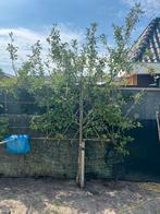 Elstar Leiboom Appelboom, Tuin en Terras, Planten | Bomen, Leiboom, Lente, 100 tot 250 cm, Ophalen