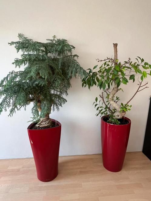 2 grote kamerplanten, Huis en Inrichting, Kamerplanten, Ophalen