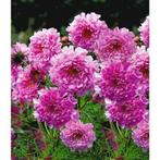 Cosmea dubbel roze zaden, Ophalen of Verzenden, Voorjaar, Volle zon, Zaad