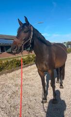 Te koop: lieve 4,5 jarige merrie, Dieren en Toebehoren, Paarden, Springpaard, Zadelmak, 3 tot 6 jaar, 165 tot 170 cm