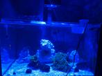 Zeeaquarium complete, Dieren en Toebehoren, Ophalen of Verzenden, Zo goed als nieuw, Verlichting of Verwarming