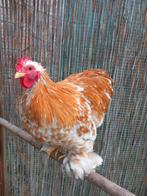 Cochin haantje., Dieren en Toebehoren, Mannelijk, Kip