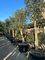 Kurkeik ( Quercus suber ) met 40/50 cm stamomtrek te koop!!, Tuin en Terras, 250 tot 400 cm, Zomer, Volle zon, In pot