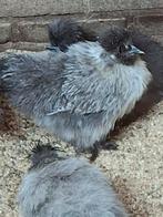 Zijdehoen kriel hennetjes te koop.  Losse hennetjes!!i, Dieren en Toebehoren, Pluimvee, Vrouwelijk, Kip