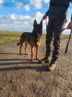 Mechelse herder dekreu, Dieren en Toebehoren, Honden | Dekreuen, Particulier, 3 tot 5 jaar, Reu, Nederland