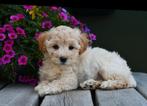 Prachtige kruising pups Cockapoo,: poedel kr. hypoallergeen, Nederland, Overige rassen, CDV (hondenziekte), 8 tot 15 weken