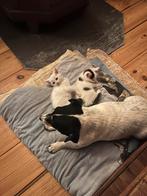 super lieve kittens, Dieren en Toebehoren, Katten en Kittens | Overige Katten, Meerdere dieren, Kortharig, 0 tot 2 jaar