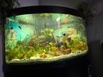Juwel trigion 350 met compleet vissenbestand en deco, Dieren en Toebehoren, Ophalen, Gevuld zoetwateraquarium