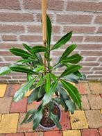 Pseudopanax lessonii 'Moas Toes', Ophalen, Zomer, Overige soorten, Volle zon