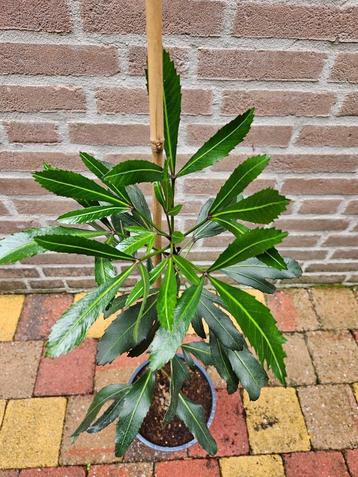 Pseudopanax lessonii 'Moas Toes' beschikbaar voor biedingen