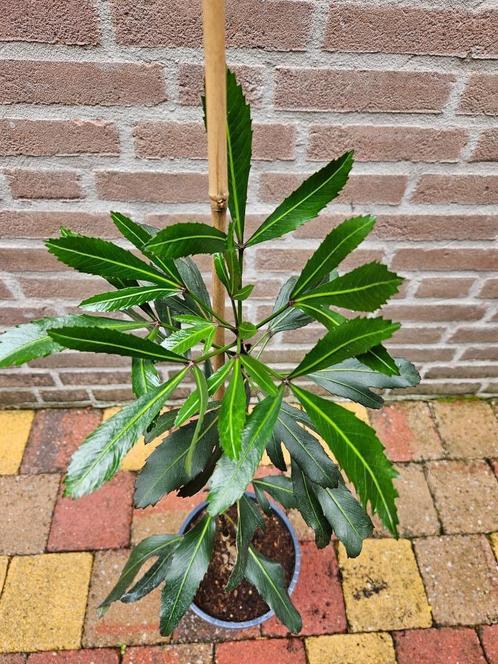 Pseudopanax lessonii 'Moas Toes', Tuin en Terras, Planten | Tuinplanten, Overige soorten, Volle zon, Zomer, Ophalen